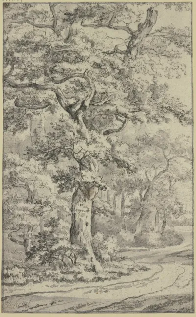 Path Next To Oak Trees