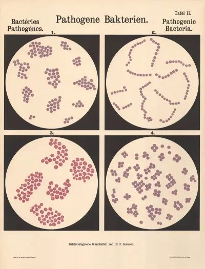 Pathogenic Bacteria Pl 02