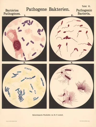 Pathogenic Bacteria Pl 04
