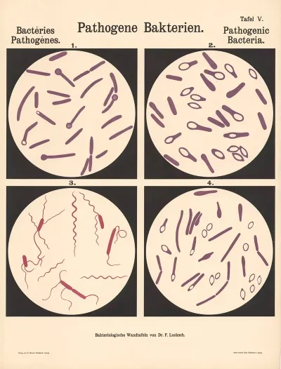 Pathogenic Bacteria Pl 05