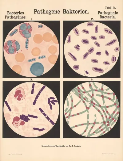Pathogenic Bacteria Pl 06