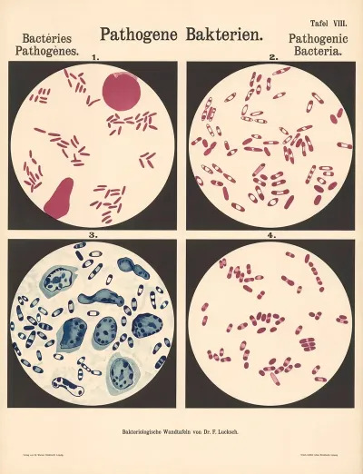 Pathogenic Bacteria Pl 08