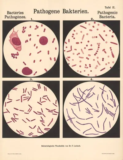 Pathogenic Bacteria Pl 09