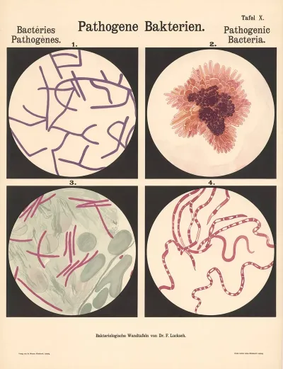 Pathogenic Bacteria Pl 10