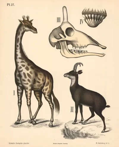 Pattedyr Drovtyggere Variant 1