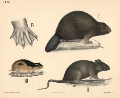 Pattedyr Gnavere Variant 1