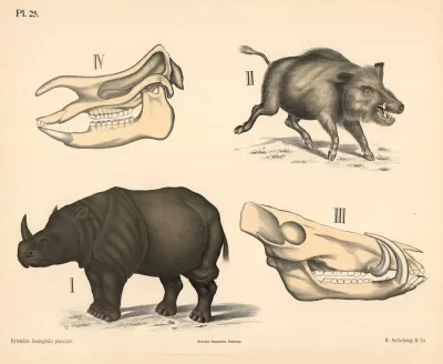 Pattedyr Tykhudede Variant 1