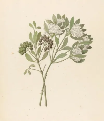 Pavetta Caffra Pavetta Lanceolata