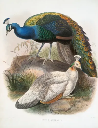 Pavo Nigripennis 2