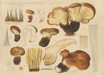 Paxillus Atrotomentosus Batsch