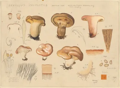Paxillus Involutus Batsch 1796
