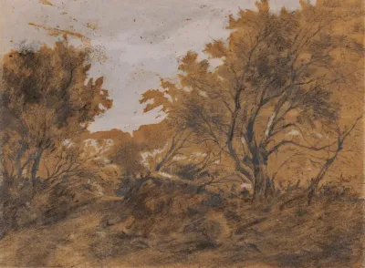 Paysage Boise Coup De Vent