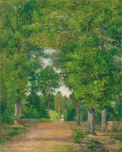 Paysage De Foret