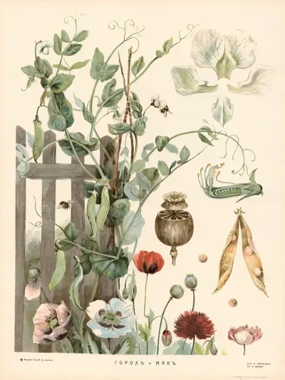 Pea And Poppy