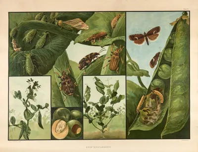 Pea Pests