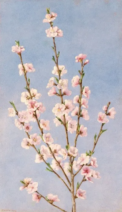 Peach Blossoms 3