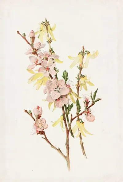 Peach Blossoms And Forsythia