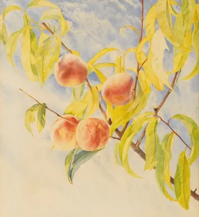 Peaches 2