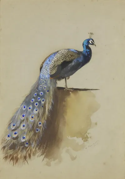 Peacock 3
