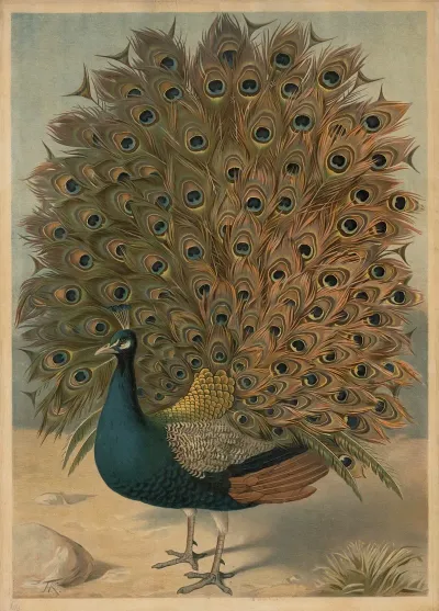 Peacock 4