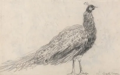 Peacock At Capel Curig