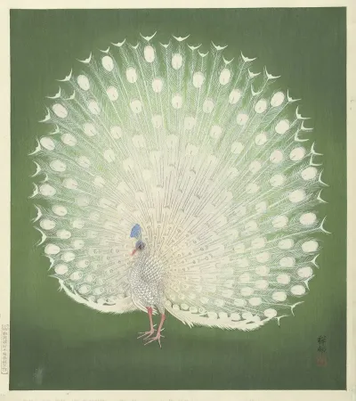 Peacock