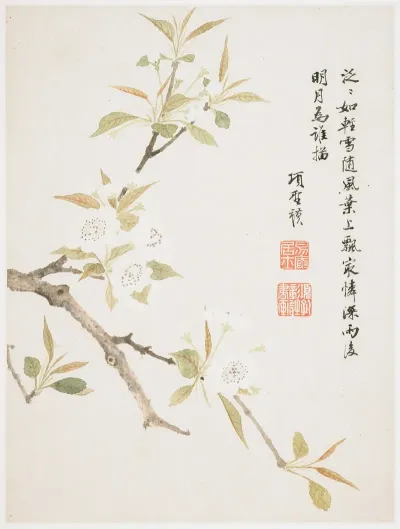 Pear Blossom