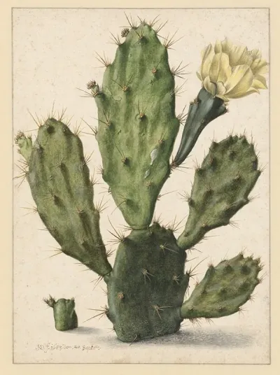 Pear Cactus In Bloom