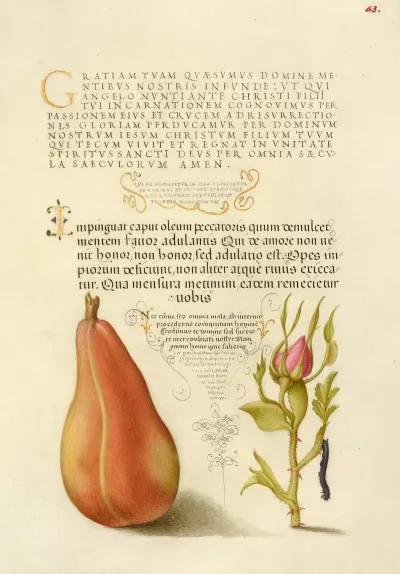 Pear French Rose And Caterpillar