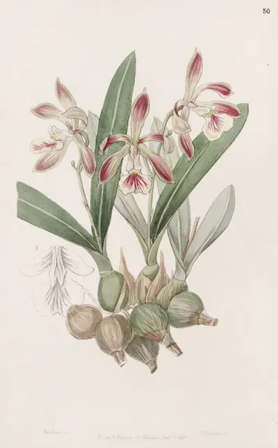 Pear Shaped Epidendrum