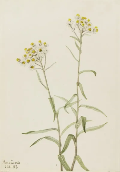 Pearl Everlasting Anaphalis Margaritacea 2