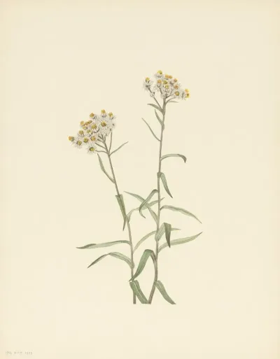 Pearl Everlasting Anaphalis Margaritacea 3