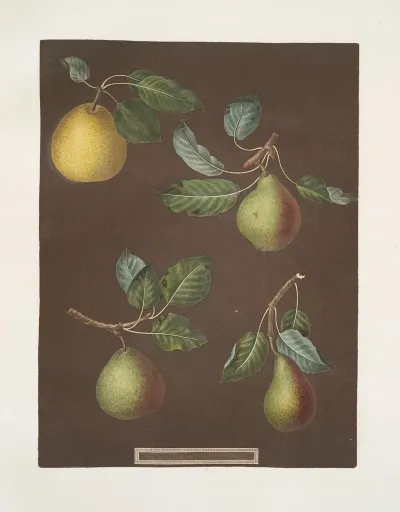 Pears Bergamot De Chantilly Bouchee Winter Sweet Sugar And The Bishops Thumb Varities