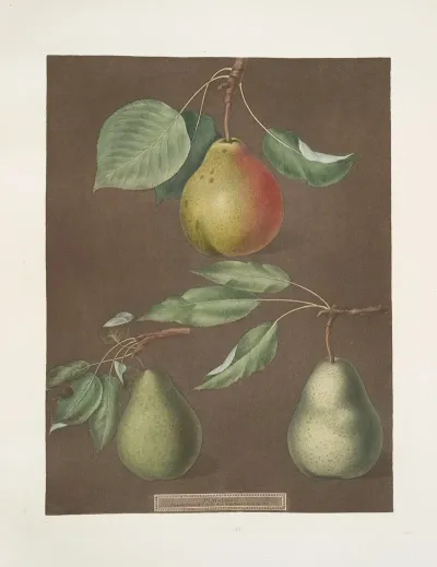 Pears Cadillac Paddington And The Saint Marshall