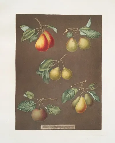 Pears Catherine Lemon Late Muscat Onion Or Le Gross Oignonet And The Long Stalked Blanquet Varities