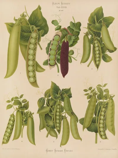 Peas 2