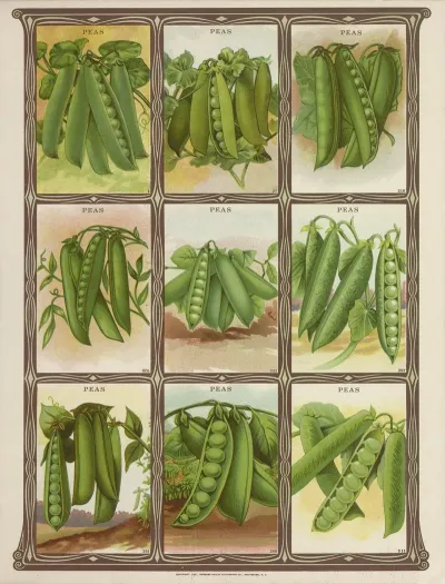 Peas 5