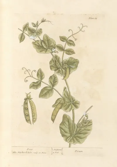 Peas