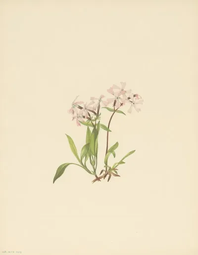 Peatpink Silene Caroliniana 3