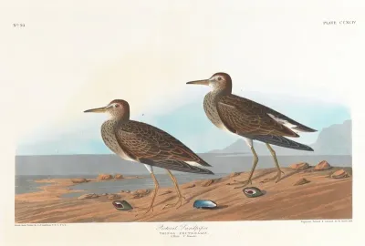 Pectoral Sandpiper 2