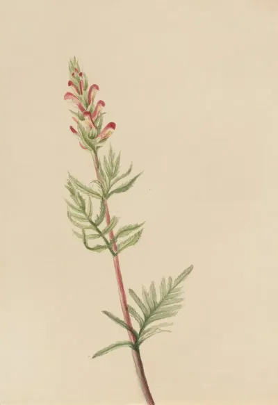 Pedicularis Bracteosa