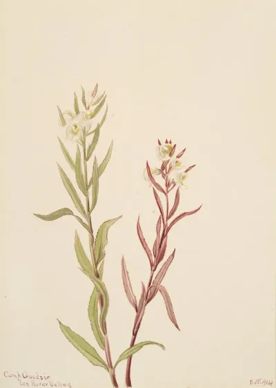 Pedicularis Raremosa
