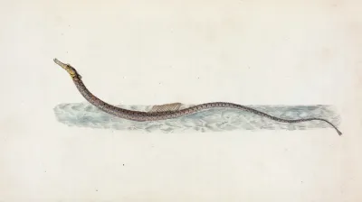 Pelagic Pipe Fish Syngnathus Pelagicus