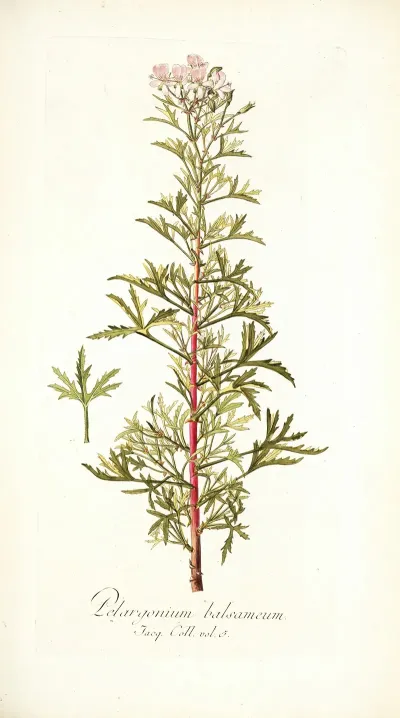 Pelargonium Balsameum