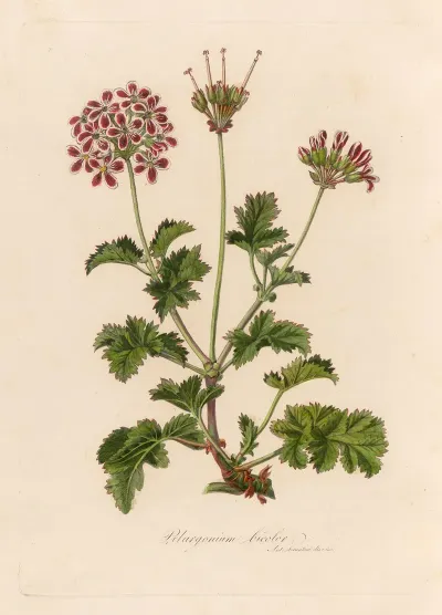 Pelargonium Bicolor