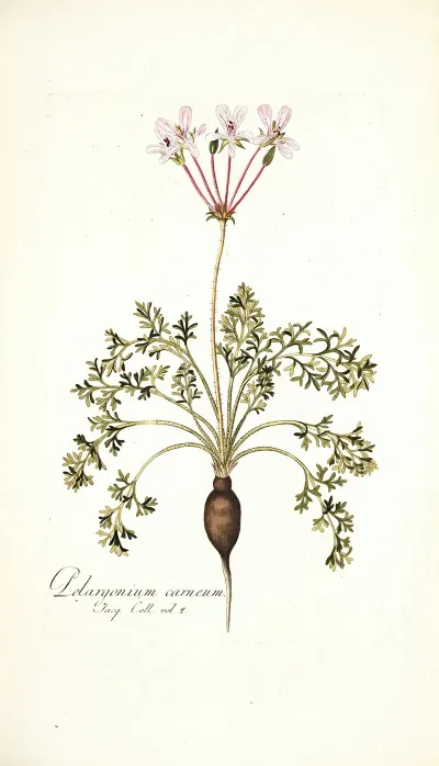 Pelargonium Carneum