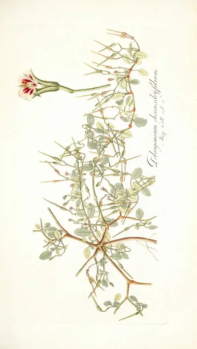 Pelargonium Chamaedryfolium