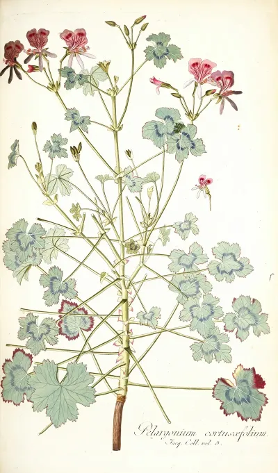 Pelargonium Cortusaefolium