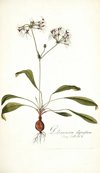 Pelargonium Depressum