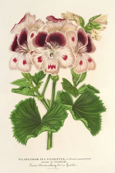 Pelargonium Des Fleuristes A Fi Remontantes Souvenir De Wilhelma